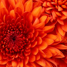 Хава, г. Грозный