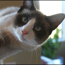 Светлана Вячеславовна, г. Череповец