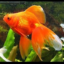 Надежда, г. Тимашевск