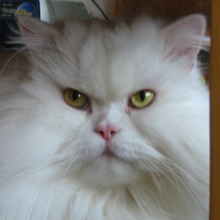 Татьяна Томина, г. Москва