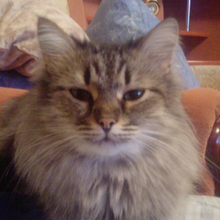 Сергей Анатольевич, г. Тольятти