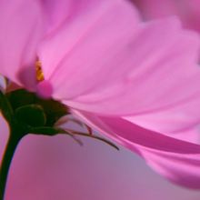 Лилия, г. Слоним