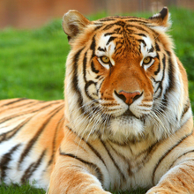 Шуген, г. Тверь