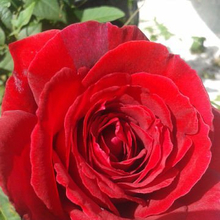 Светлана, г. Бахчисарай