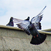 Ольга Борисовна, г. Тольятти