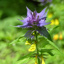 Мария, г. Москва