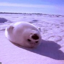 Максим, г. Тюмень