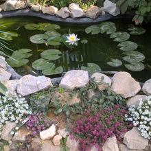 Светлана, г. Саратов