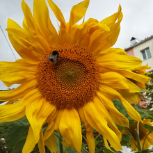 Алексей, г. Смоленск