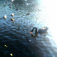 Ирина Сергеевна, г. Санкт-Петербург