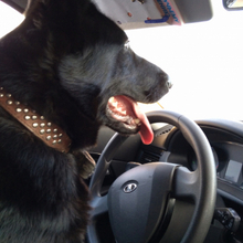 Дина, г. Великий Новгород