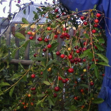 Svetlana.maiorkina, г. Сыктывкар