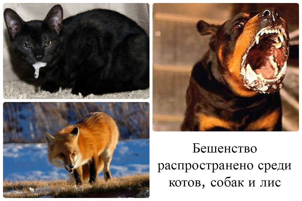 Бешенство диких животных. Бешенство лис симптомы. Бешенство лис симптомы. Бешенство лис симптомы. Животные переносчики бешенства.