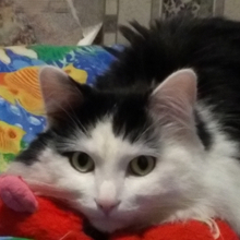 Зиборова Ольга Сергеевна, г. Киров