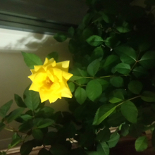 Алёна, г. Киров