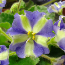 Светлана Владимировна, г. Челябинск