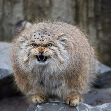 Салават, г. Магнитогорск