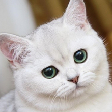 Татьяна, г. Зеленоградск