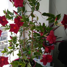 Валентина НВА, г. Новосибирск