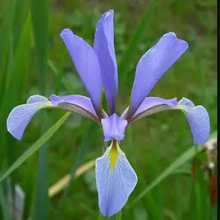 Ирина, г. Москва