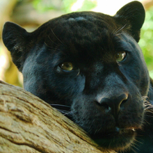 Сергей, г. Сергиев Посад