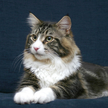 Мифодий, г. Москва