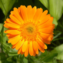 Елена, г. Благовещенск