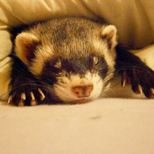 Сонный Горностай, г. Каспийск