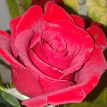 Елена, г. Псков