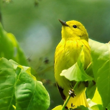 Валентина, г. Новосибирск