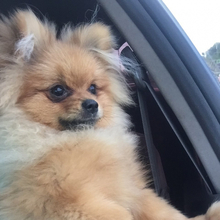 Алёша, г. Петропавловск-Камчатский