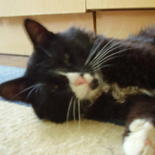 Елена, г. Вязники