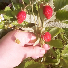 Оксана, г. Великие Луки