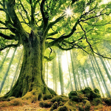 MNV, г. Черкесск