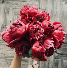 ЕЛЕНА, г. Курск