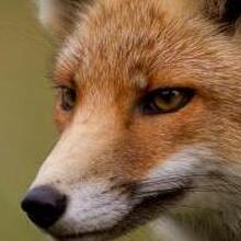 Юрист Воробьева Екатерина Эдуардовна, г. Челябинск