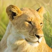 Olga, г. Тамбов