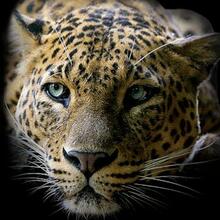 Лена, г. Санкт-Петербург