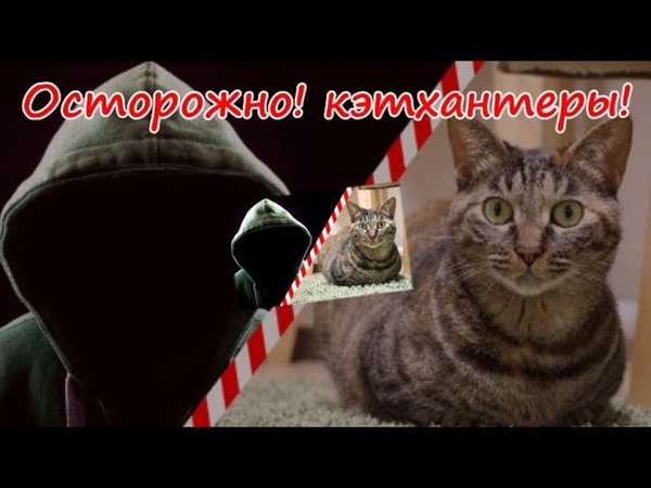 чем травят котов догхантеры. Смотреть фото чем травят котов догхантеры. Смотреть картинку чем травят котов догхантеры. Картинка про чем травят котов догхантеры. Фото чем травят котов догхантеры