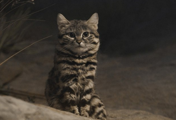 Самый успешный и милый охотник на Земле