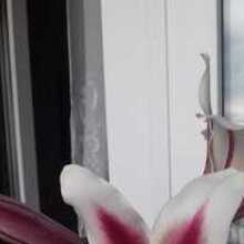 Ирина., г. Южно-Сахалинск