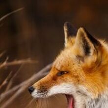 Елена, г. Красноярск