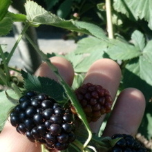 Дмитрий, г. Шахты