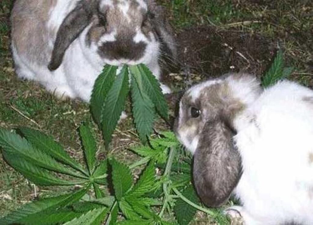 Можно ли коноплю кроликам лишение прав за марихуану судебная практика