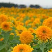 Семён, г. Сан-Диего