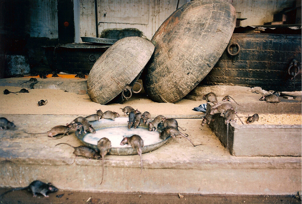 Крысы в блокадном ленинграде фото