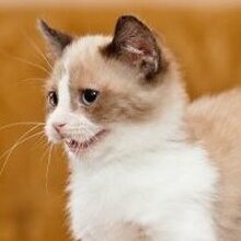 Пилипенко Ольга, г. Липецк