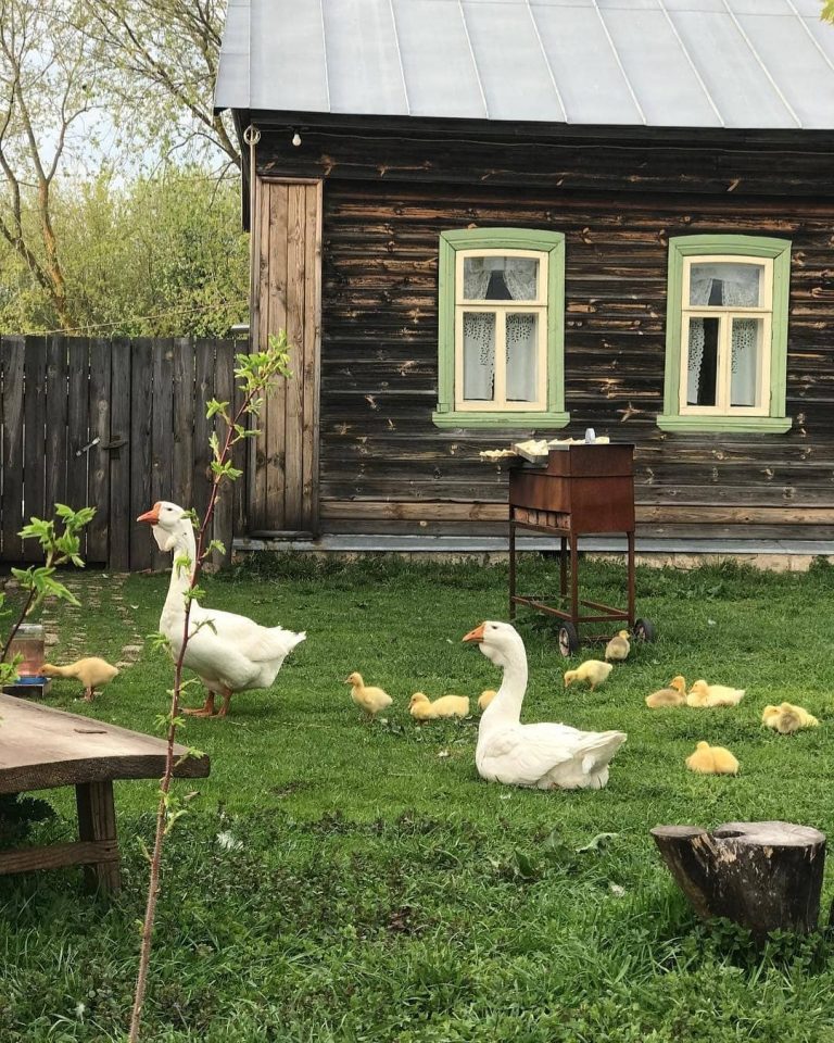 Вместе деревня. Гуси в деревне. Лето у бабушки в деревне. Гусь деревенский. Деревенский дом гуси.