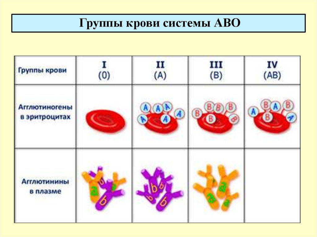 Агглютиногены и агглютинины содержатся в. Gruppa krova. Группа крови. Какая группа крови. Группы крови изображение.