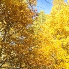 Лариса, г. Москва